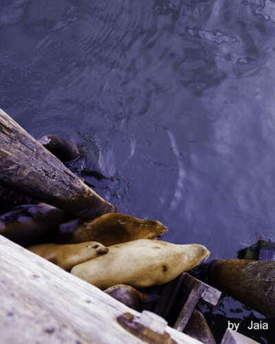 Afternoon-nap — Impromptu series, photograph by Jaia Papitz