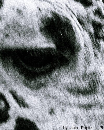 Blind-Eye — Impromptu series, photograph by Jaia Papitz