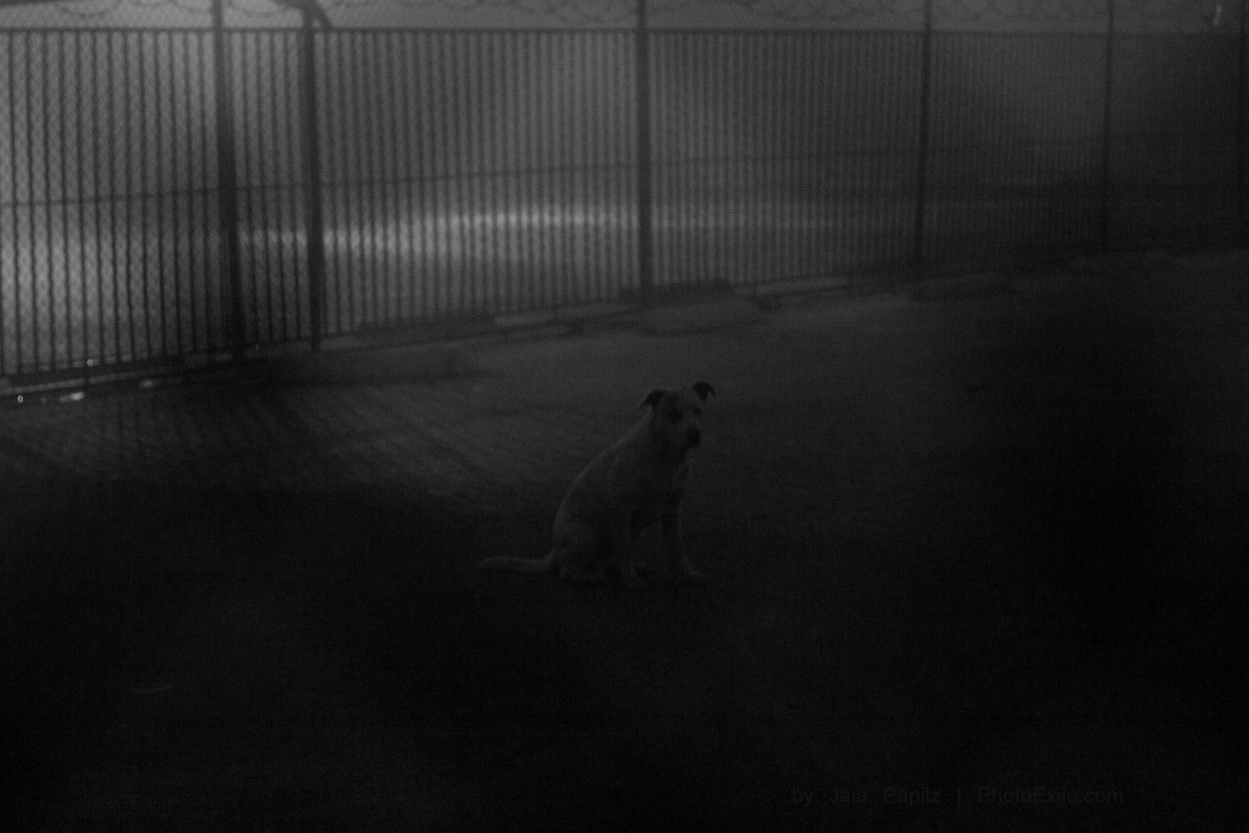 Enhumaned — Impromptu series, photograph by Jaia Papitz
