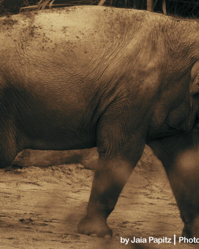 Of-stone-elephants — Landscape / Nature series, photograph by Jaia Papitz