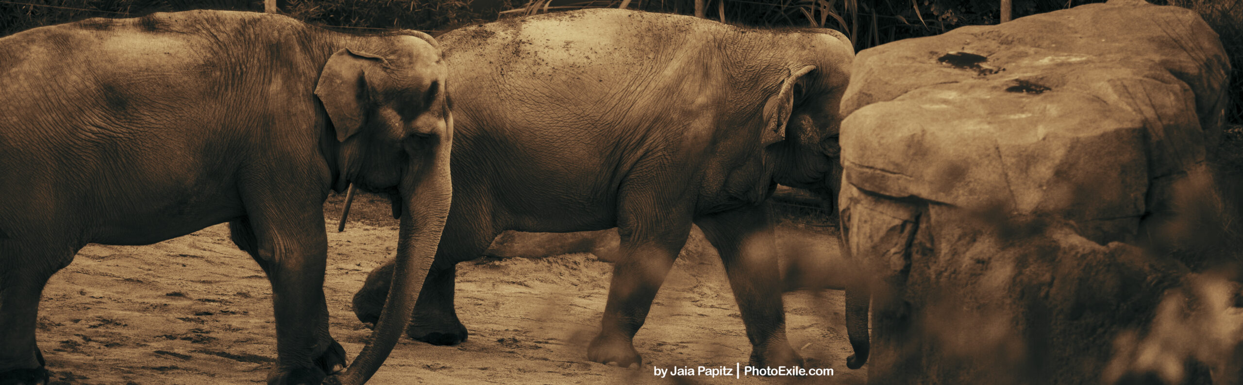 Of-stone-elephants — Landscape / Nature series, photograph by Jaia Papitz