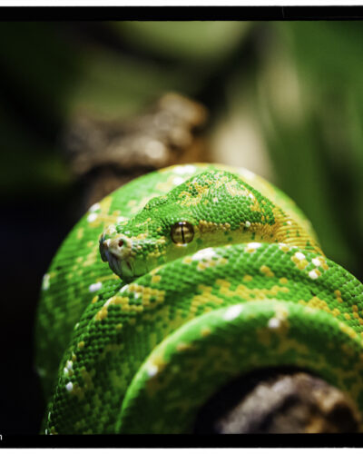 Coiled — Landscape / Nature series, photograph by Jaia Papitz