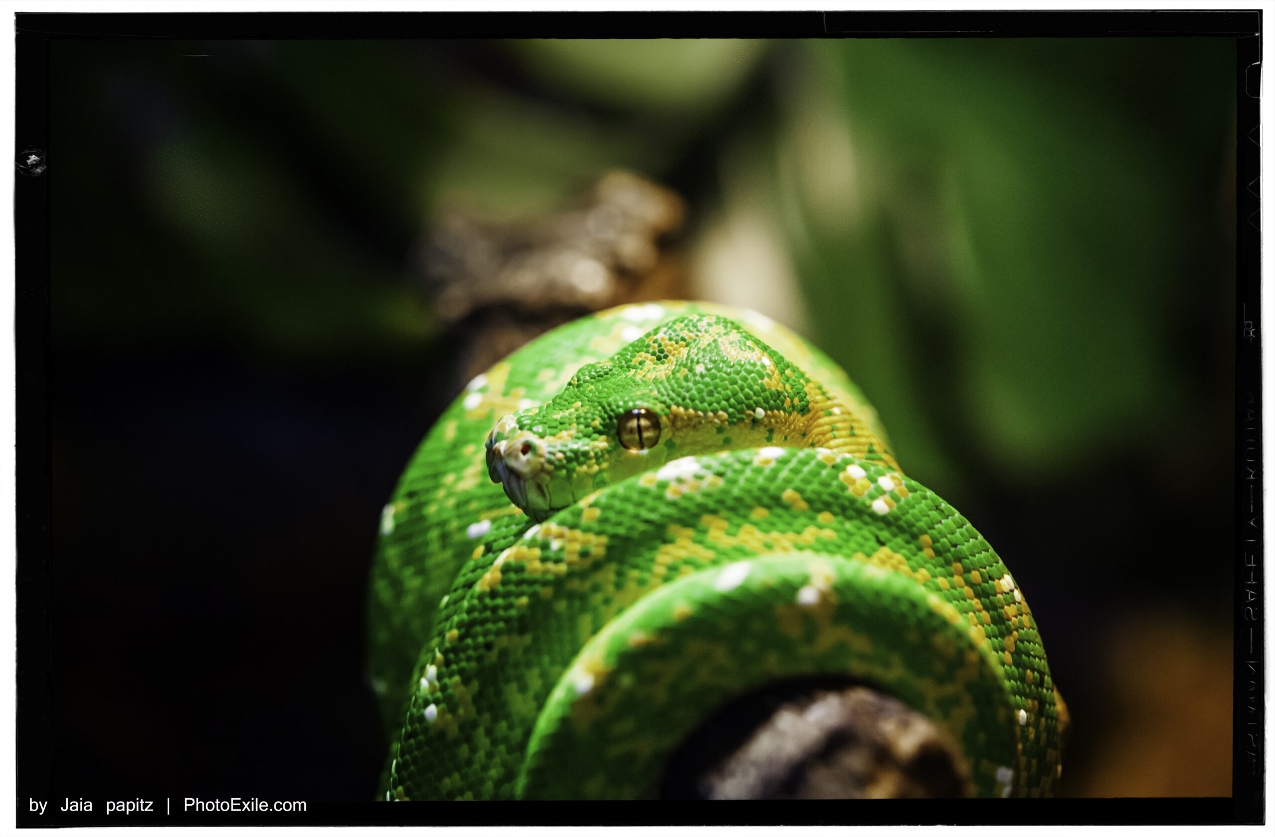 Coiled — Landscape / Nature series, photograph by Jaia Papitz