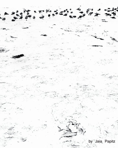 Flown — Landscape / Nature series, photograph by Jaia Papitz