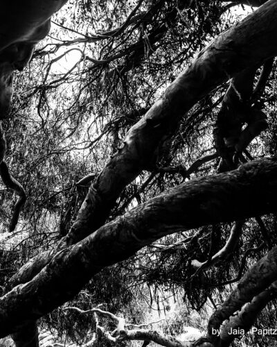 Light's-roots — Landscape / Nature series, photograph by Jaia Papitz