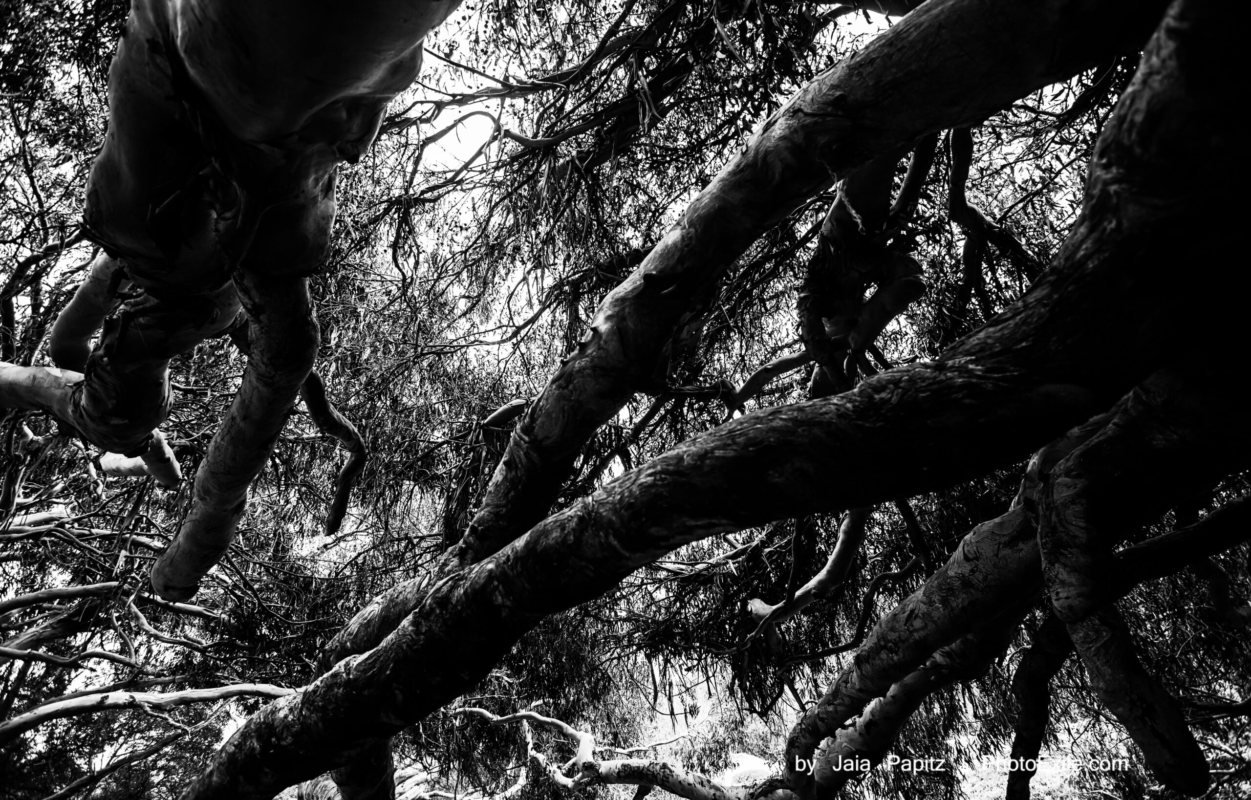 Light's-roots — Landscape / Nature series, photograph by Jaia Papitz