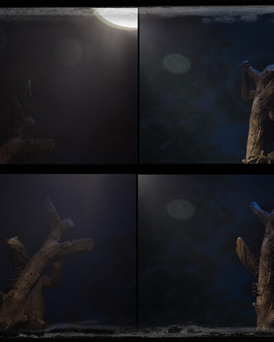 Moonlight-Lizard — Landscape / Nature series, photograph by Jaia Papitz