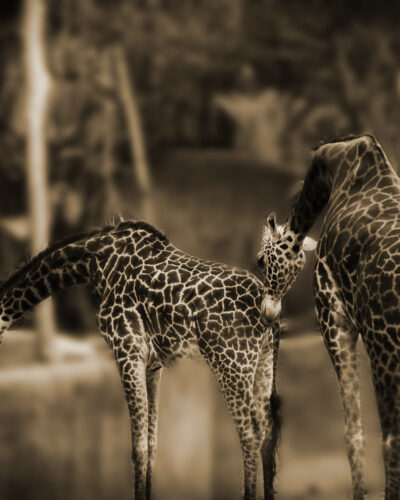 Giraffe's-kiss — Landscape / Nature series, photograph by Jaia Papitz