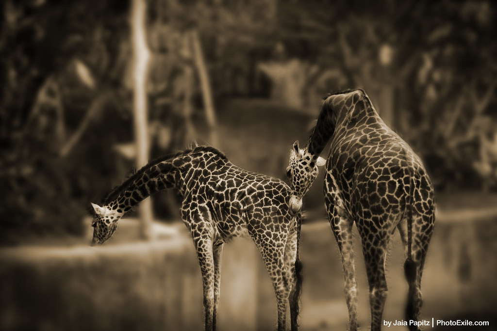 Giraffe's-kiss — Landscape / Nature series, photograph by Jaia Papitz