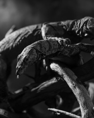 Stomping statues — Landscape / Nature series, photograph by Jaia Papitz