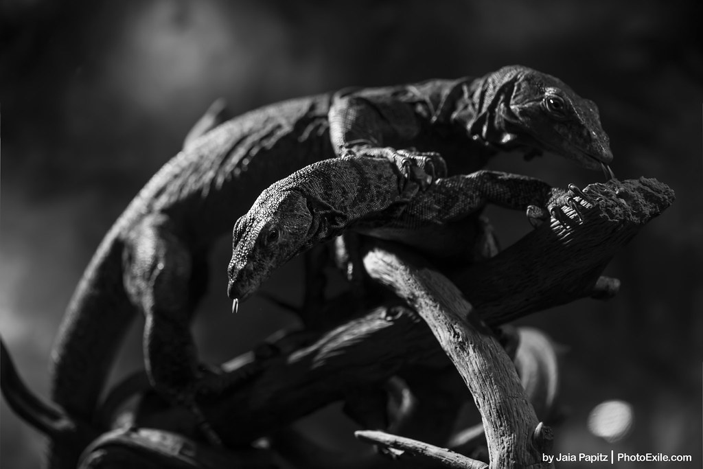 Stomping statues — Landscape / Nature series, photograph by Jaia Papitz