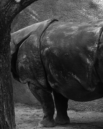 Rhino-In-Graze-We-Trust — Landscape / Nature series, photograph by Jaia Papitz