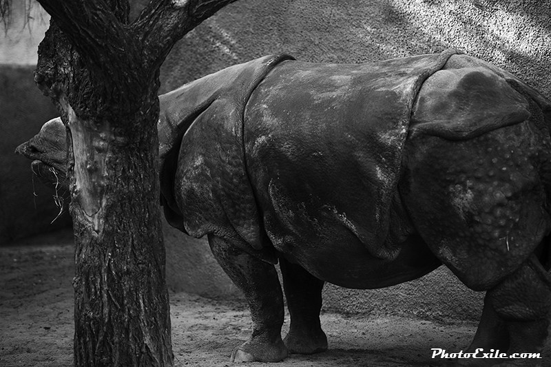 Rhino-In-Graze-We-Trust — Landscape / Nature series, photograph by Jaia Papitz