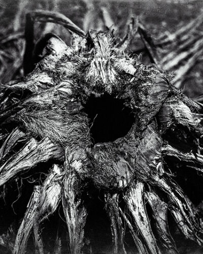 Welcoming — Landscape / Nature series, photograph by Jaia Papitz