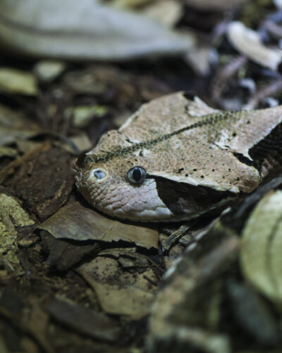 Blue-eye-gaboon — Landscape / Nature series, photograph by Jaia Papitz