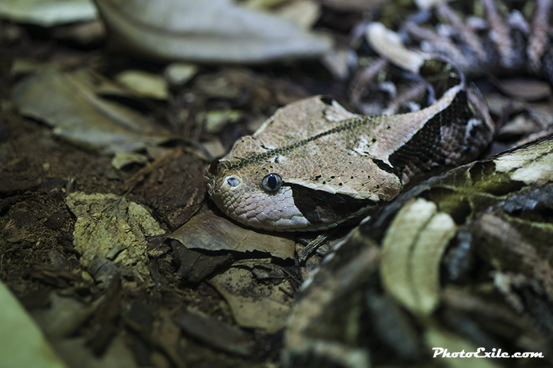 Blue-eye-gaboon — Landscape / Nature series, photograph by Jaia Papitz