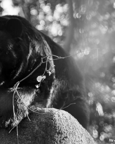 But, of course — Landscape / Nature series, photograph by Jaia Papitz