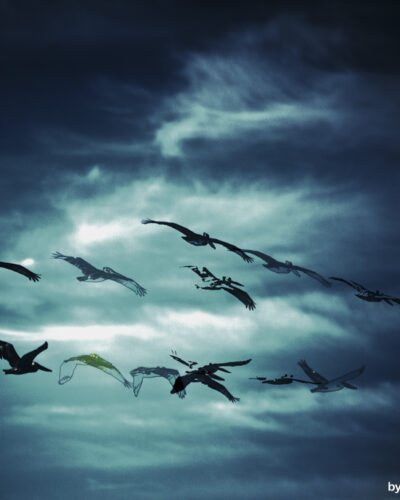 Ghost Flight — Landscape / Nature series, photograph by Jaia Papitz