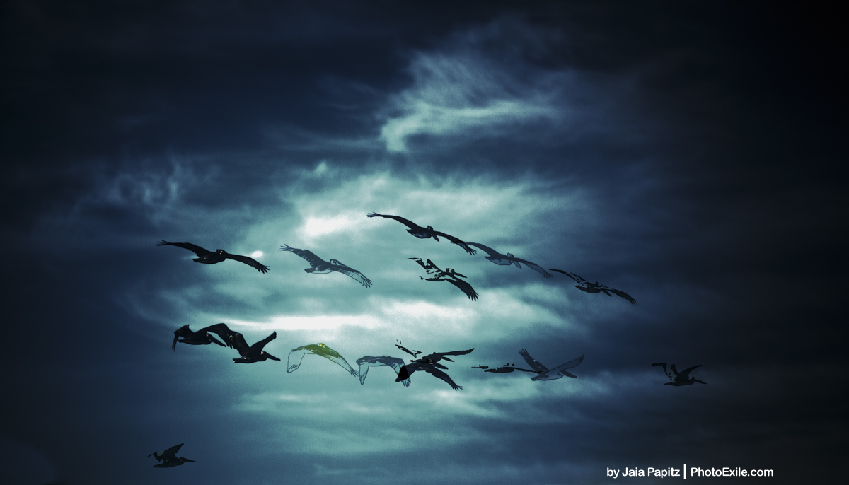 Ghost Flight — Landscape / Nature series, photograph by Jaia Papitz