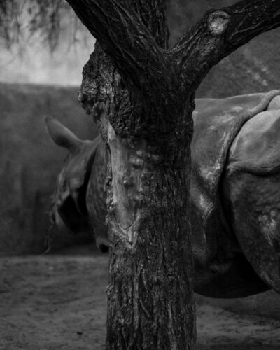 The bark, the rhino & the cage — Landscape / Nature series, photograph by Jaia Papitz