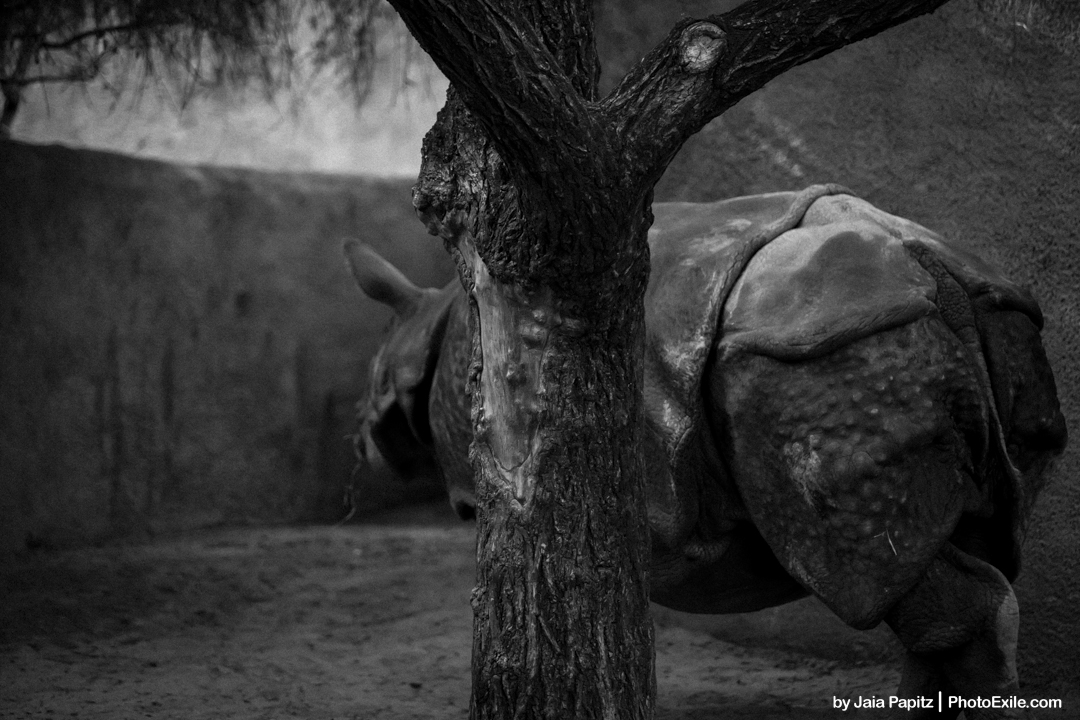 The bark, the rhino & the cage — Landscape / Nature series, photograph by Jaia Papitz