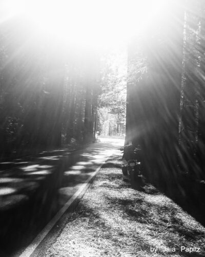 Let's Woods — Nature's kitsch series, photograph by Jaia Papitz