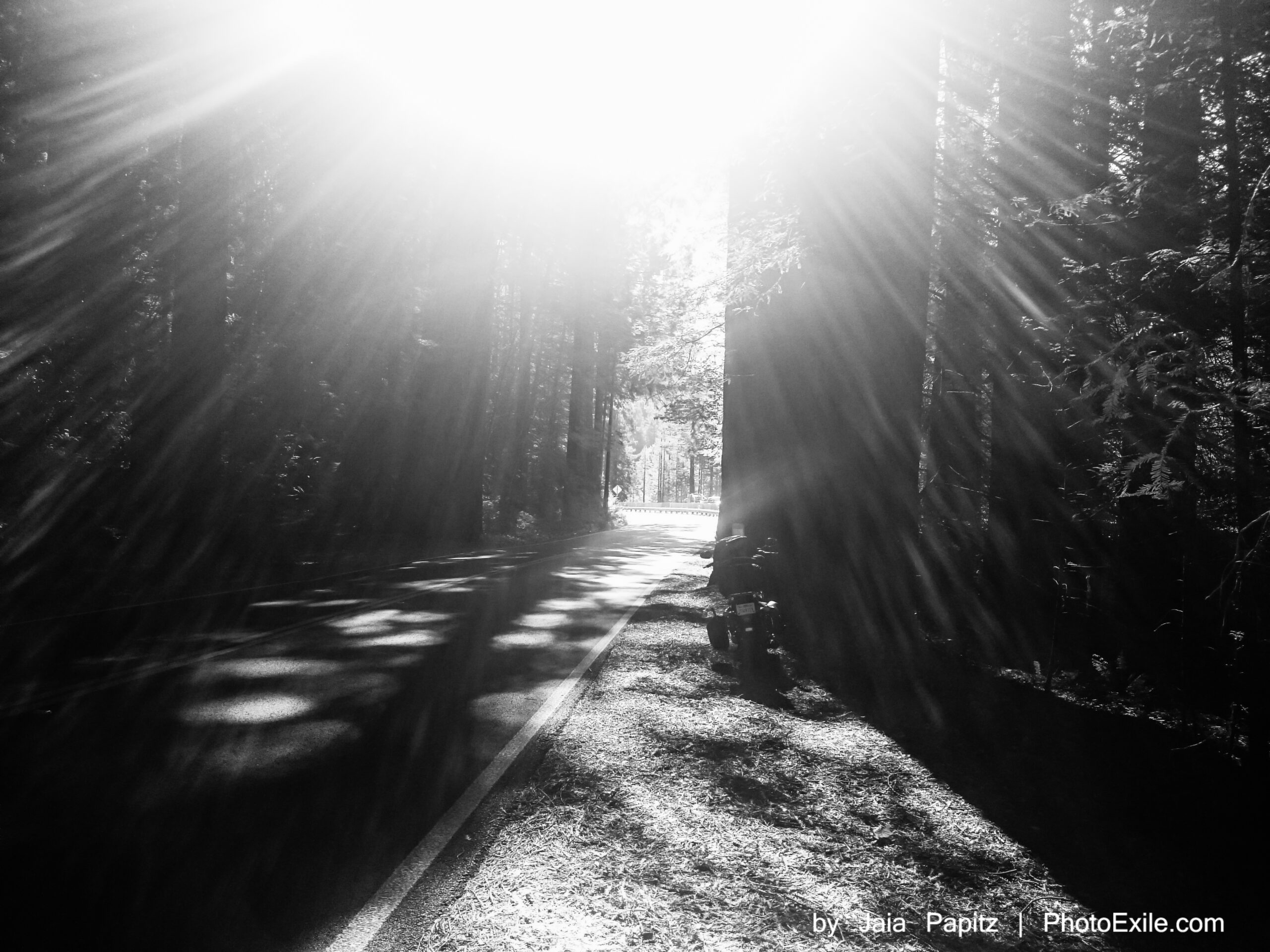 Let's Woods — Nature's kitsch series, photograph by Jaia Papitz