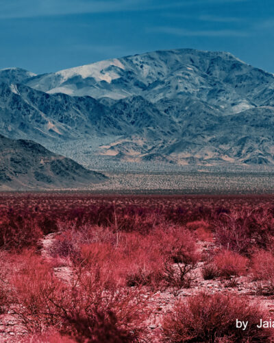Two-primals — Nature's kitsch series, photograph by Jaia Papitz