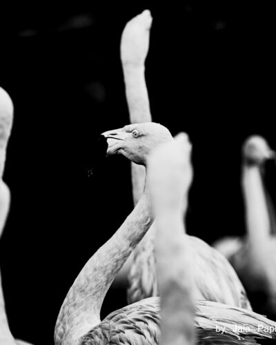 Necks — Nature's kitsch series, photograph by Jaia Papitz