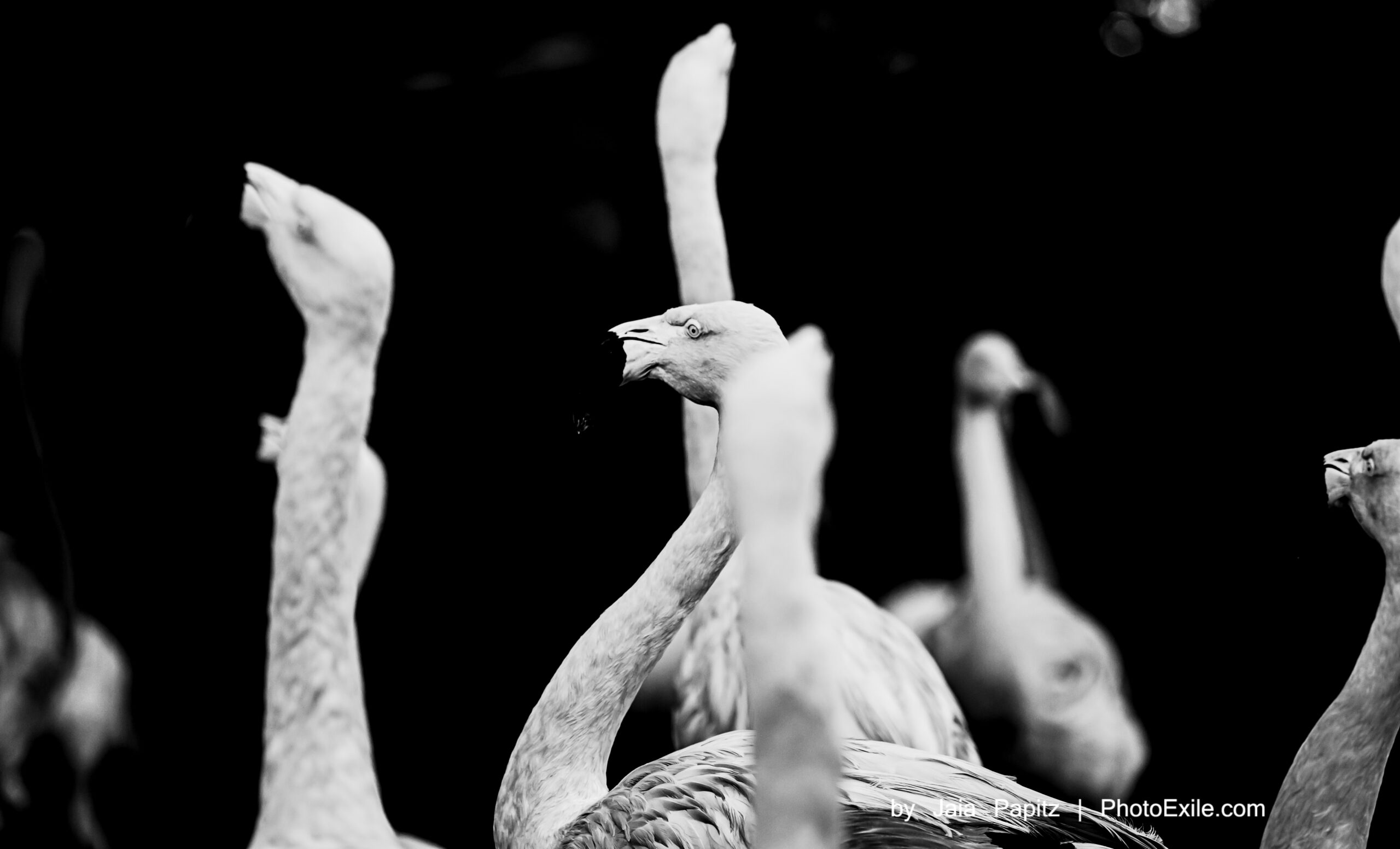 Necks — Nature's kitsch series, photograph by Jaia Papitz