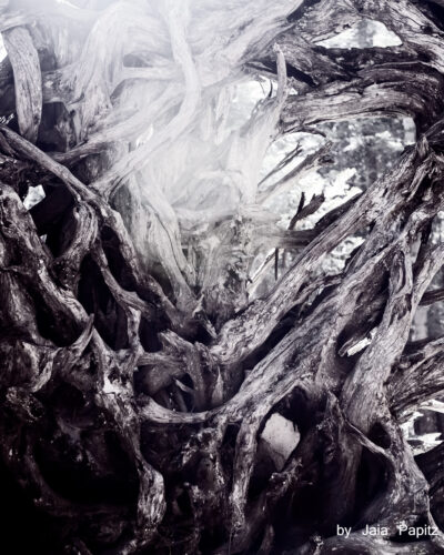 Root of hugs — Nature's kitsch series, photograph by Jaia Papitz