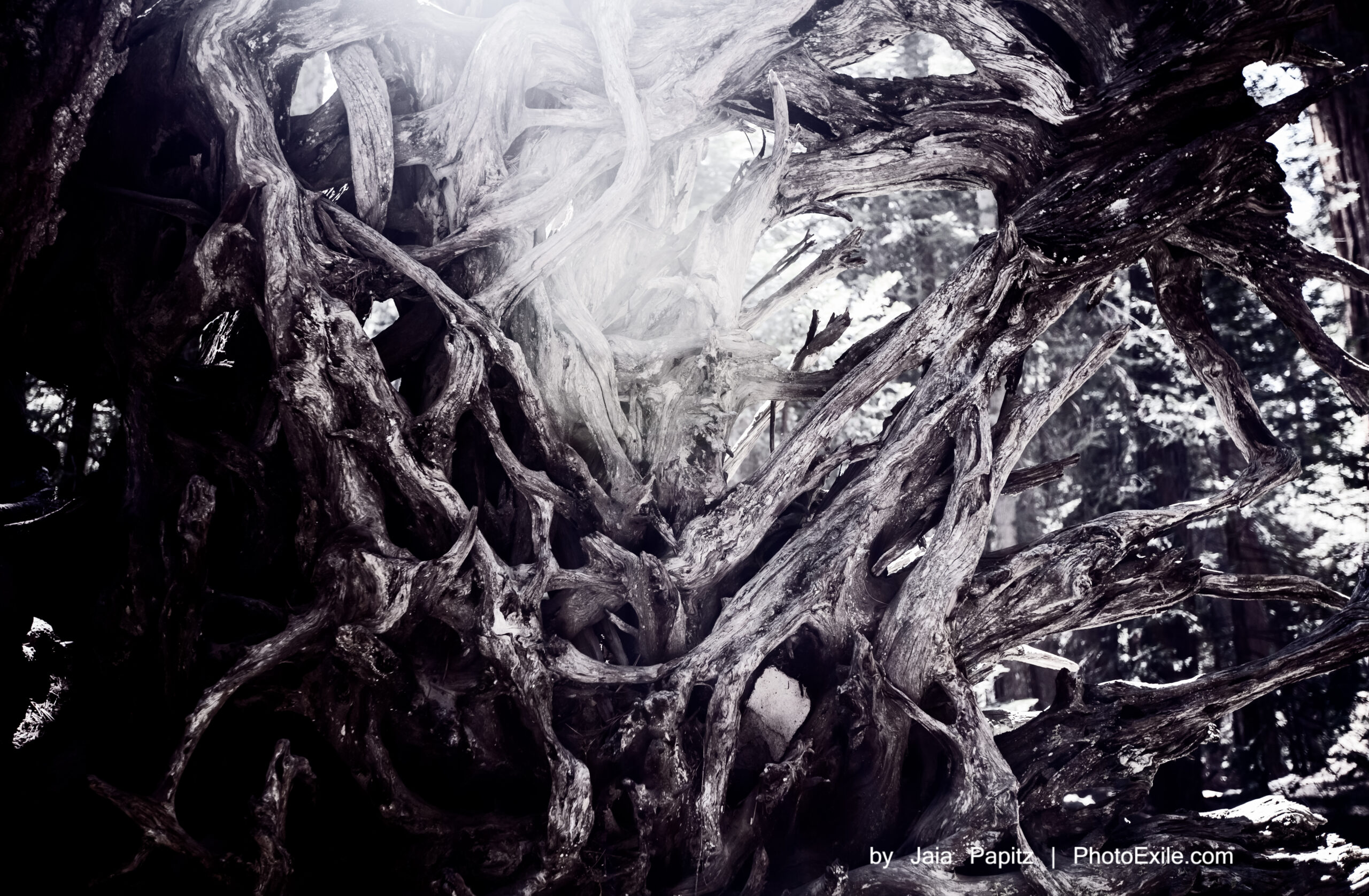 Root of hugs — Nature's kitsch series, photograph by Jaia Papitz