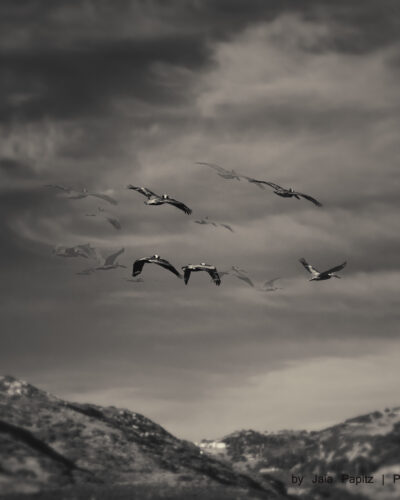 Ghost Flight Again And Again — Nature's kitsch series, photograph by Jaia Papitz