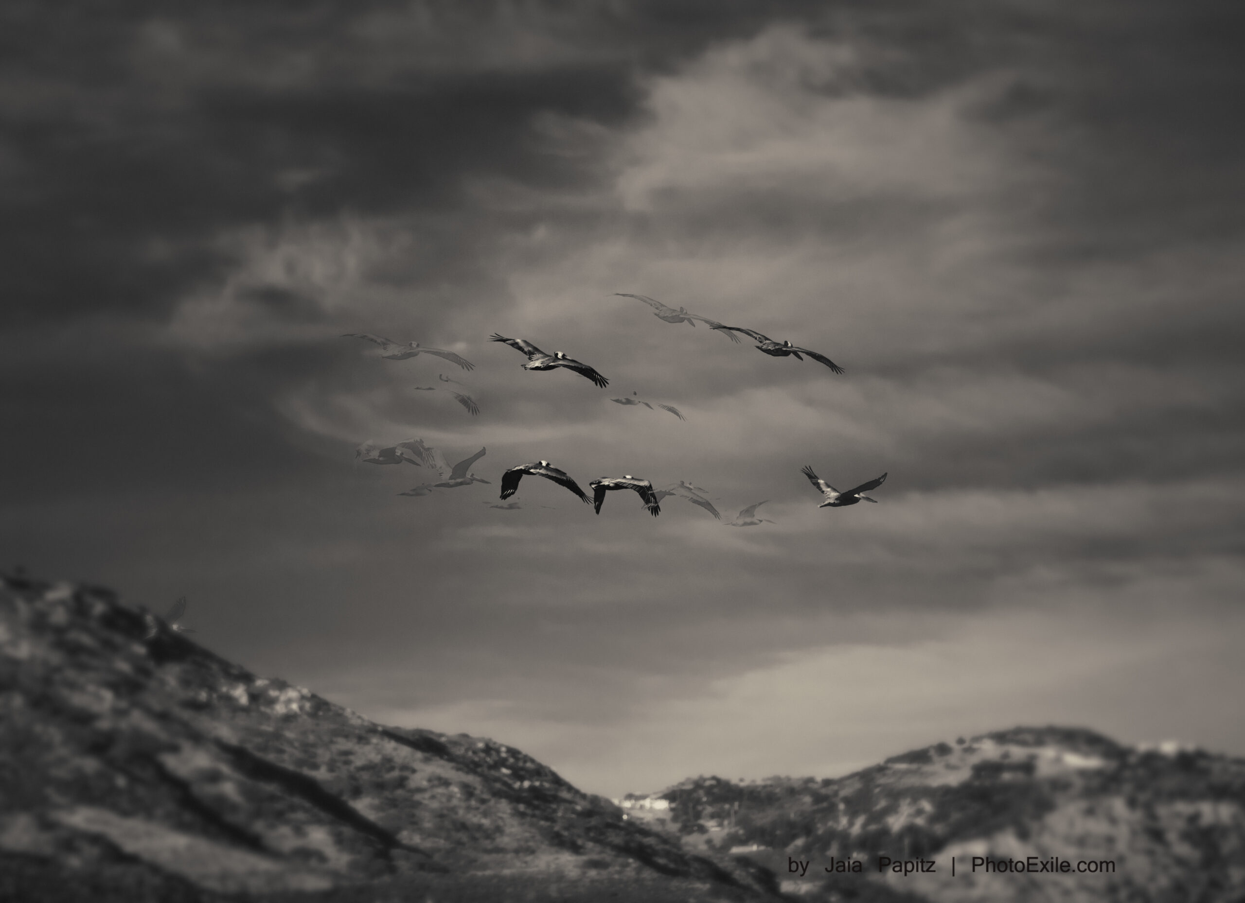 Ghost Flight Again And Again — Nature's kitsch series, photograph by Jaia Papitz