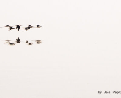 A motherfucking flight — Nature's kitsch series, photograph by Jaia Papitz