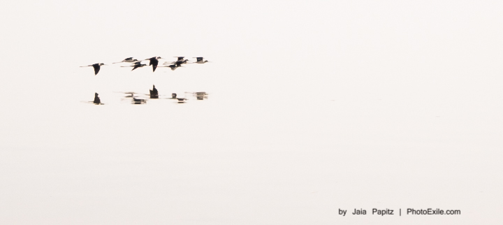 A motherfucking flight — Nature's kitsch series, photograph by Jaia Papitz